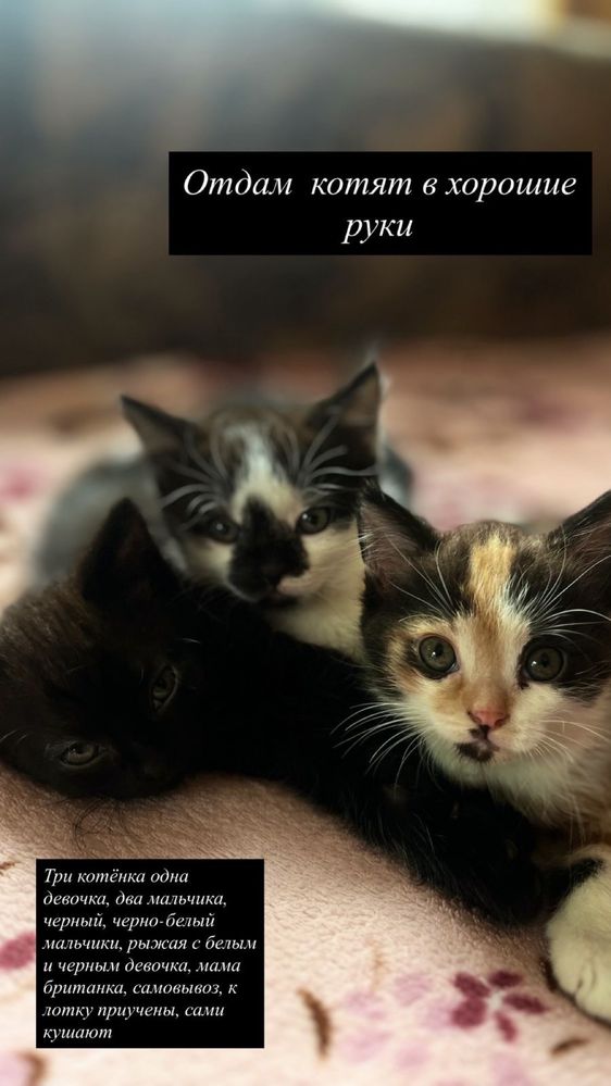 отдам умных котят