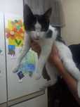 Бесплатно котенок ( кот, котик)