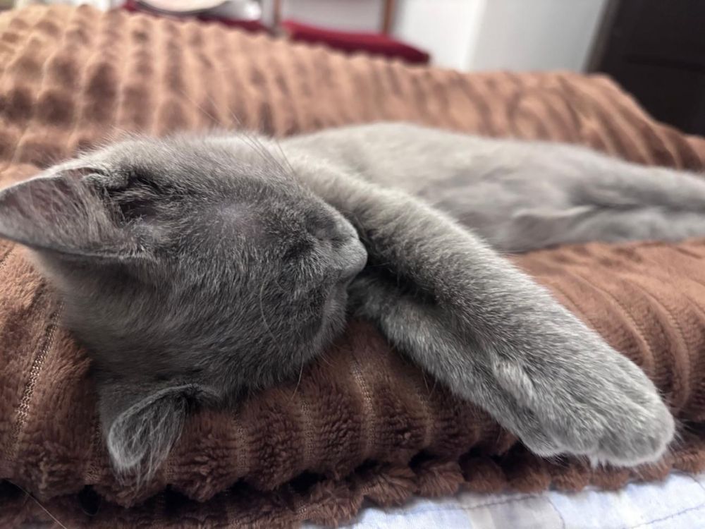 Отдам котенка в хорошие руки