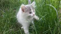 Качественные котята