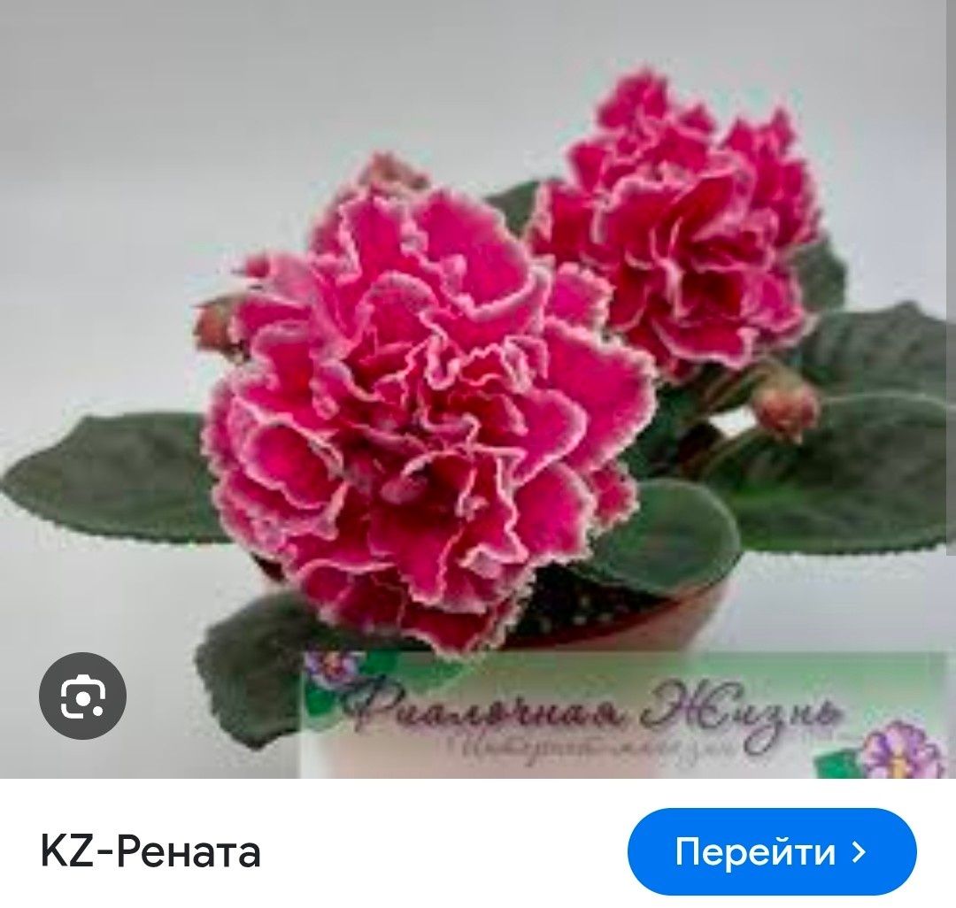 Продам сортовые фиалочки