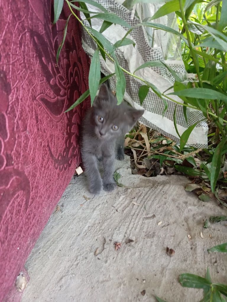 Котята ищут добрые руки