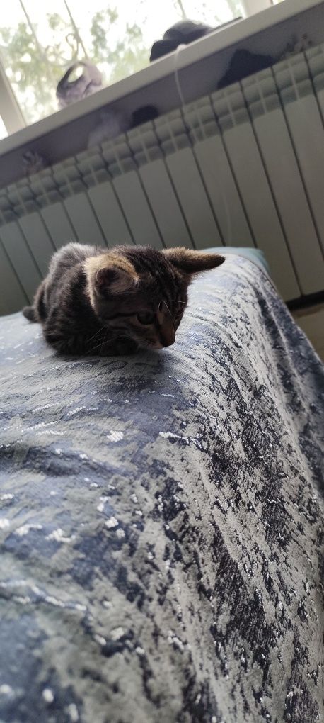 Милый котёнок ищет дом
