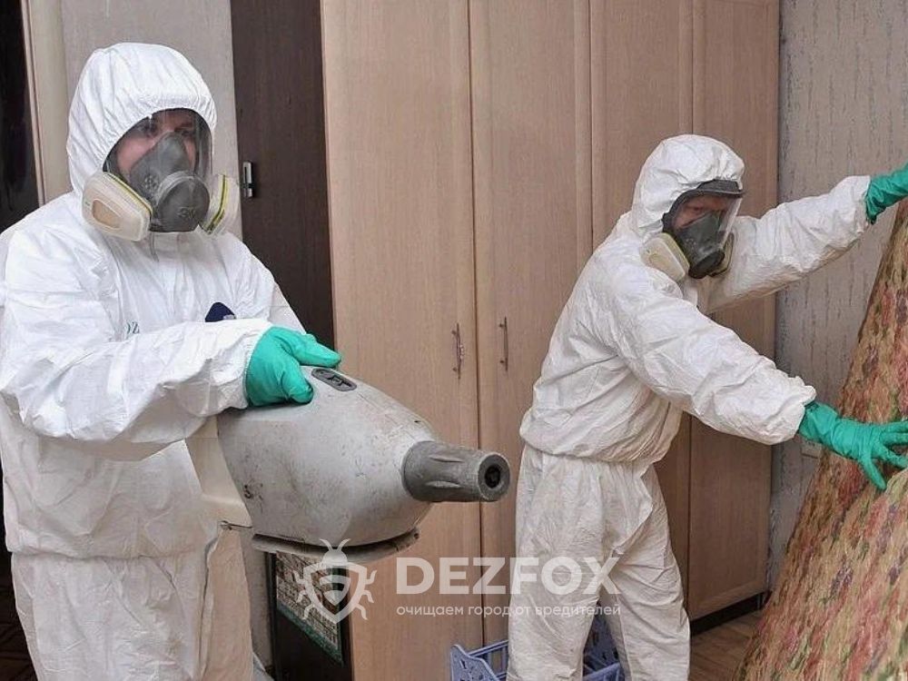 Дезинфекция Дератизация Дезинсекция От Тараканов Клопов Мышей Грызуно