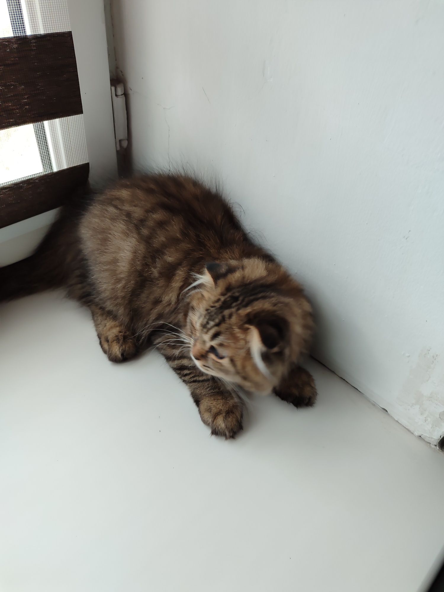 Отдам котенка скотиш фолд