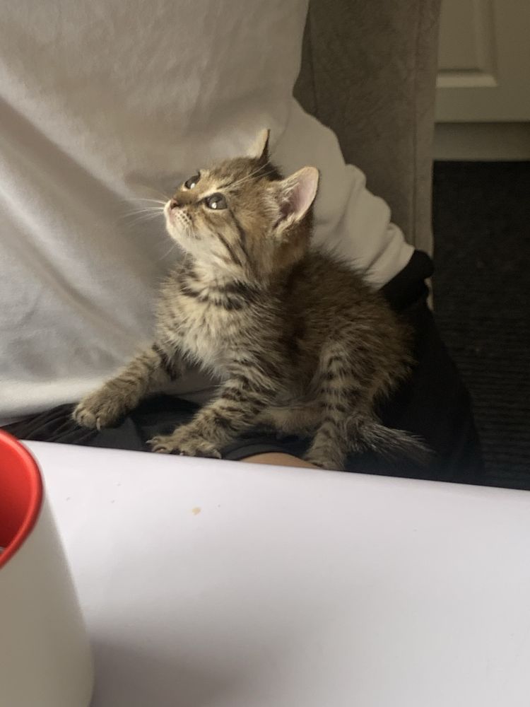 Котенок в хорошие руки