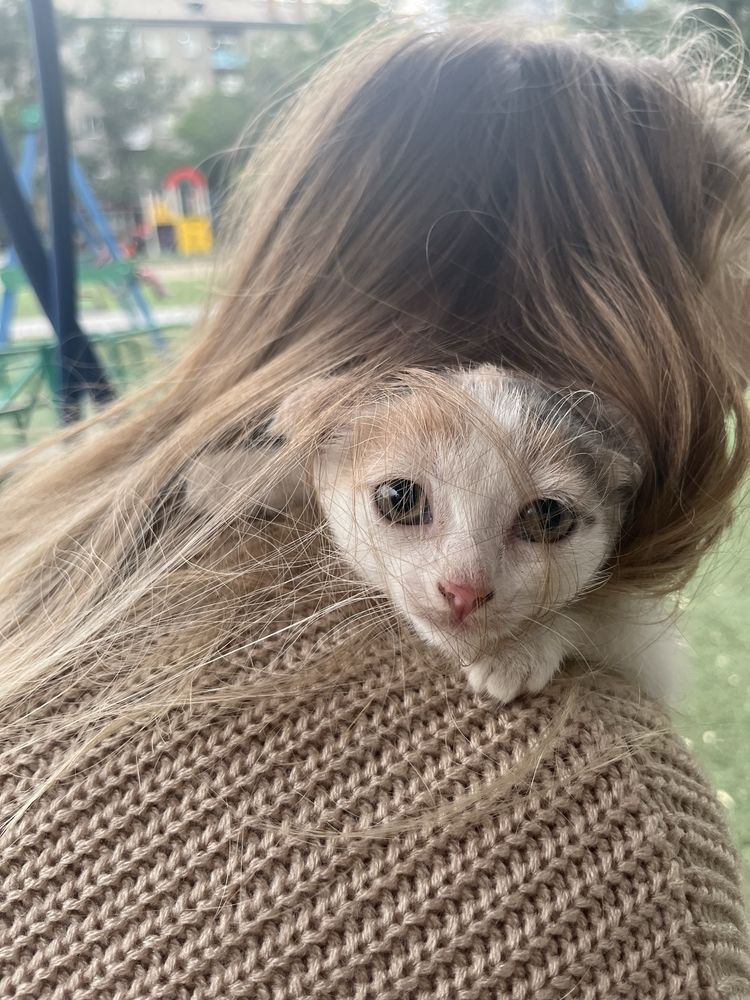 отдадим котенка в хорошие руки