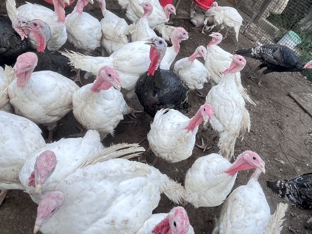 Продам домашнюю индейку