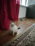 Котёнок котенок продаю