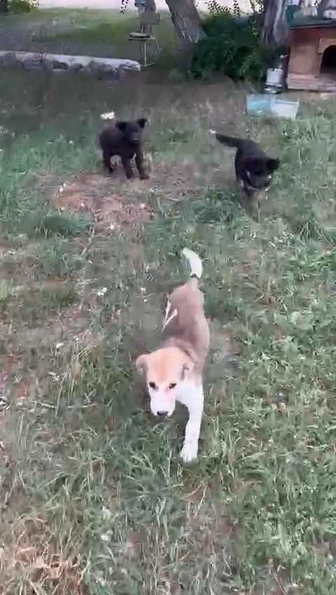 Щенки в добрые руки