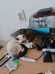 Кошек отдаю,к лотку приучены