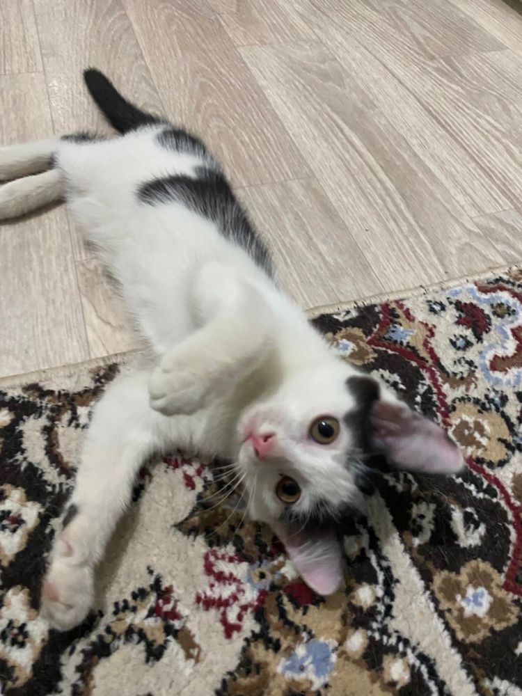 Котенок бесплатно