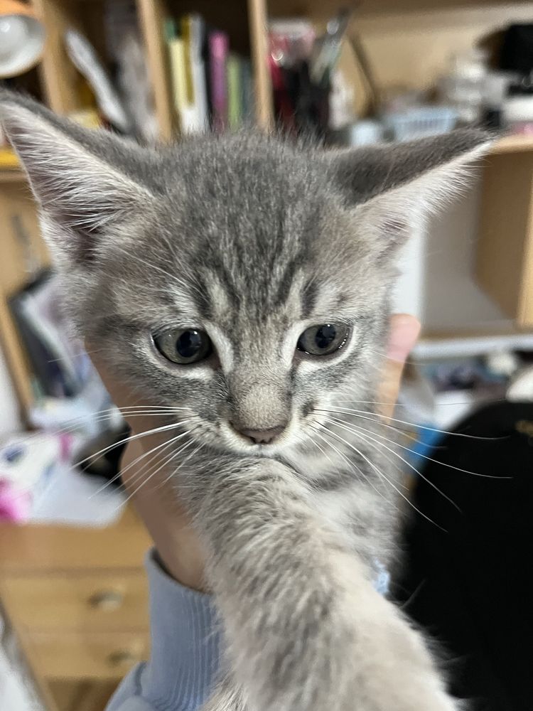 Котята в серых оттенках. Котик. Котики. Мысық. Марғау.
