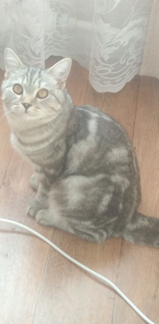 Вязка скотишш страйт