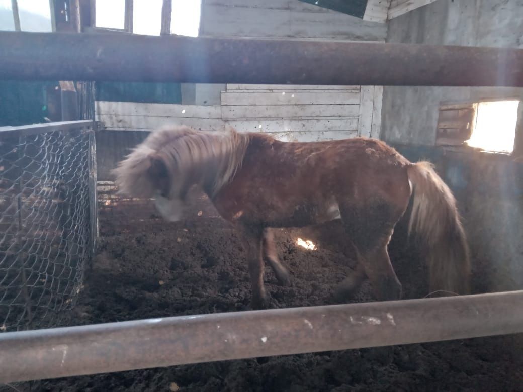 Продам лошадей две головы стоят на откорме