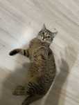 Кошка ишет на вязку Кота