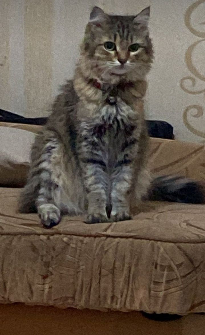 Кошка Сибирская с документами