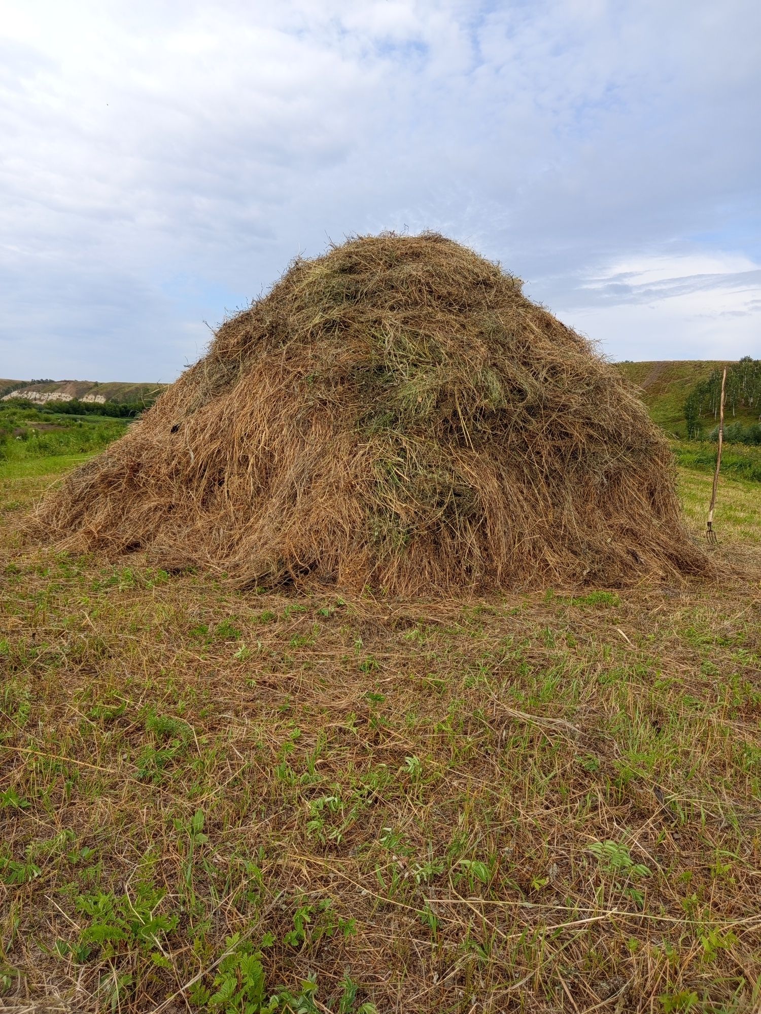 Продам луговое сено