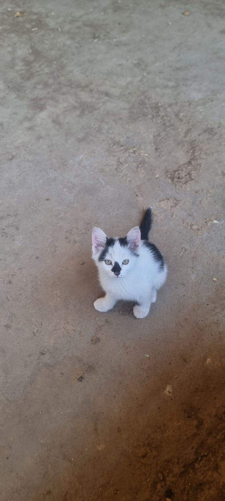 Кошка с котятами бесплатно