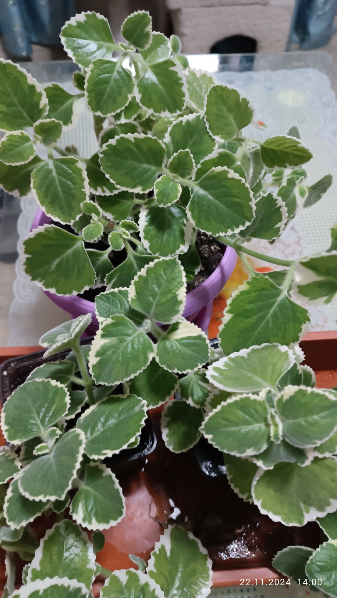 Продам плектрантус (комнатная мята), бегонии разные сорта, махровые