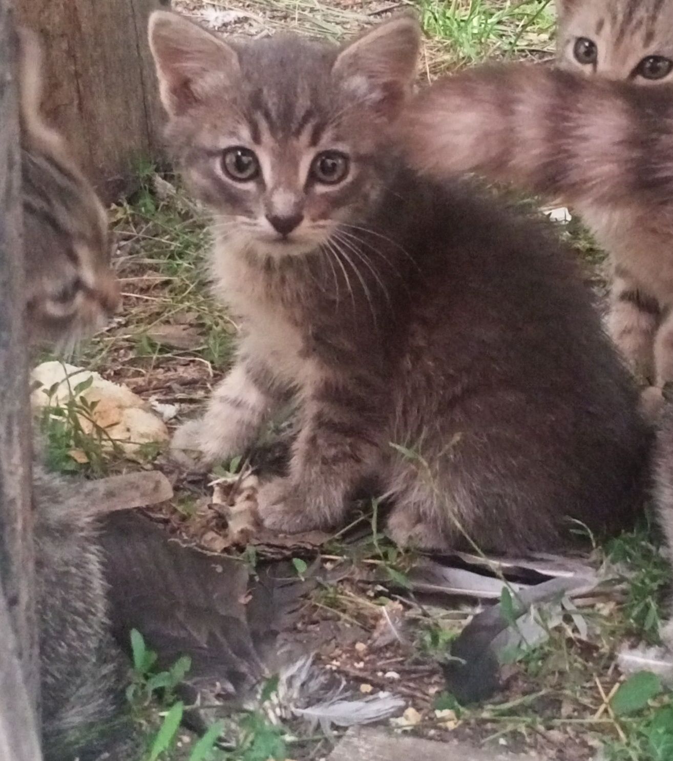 Отдам котят в хорошие руки