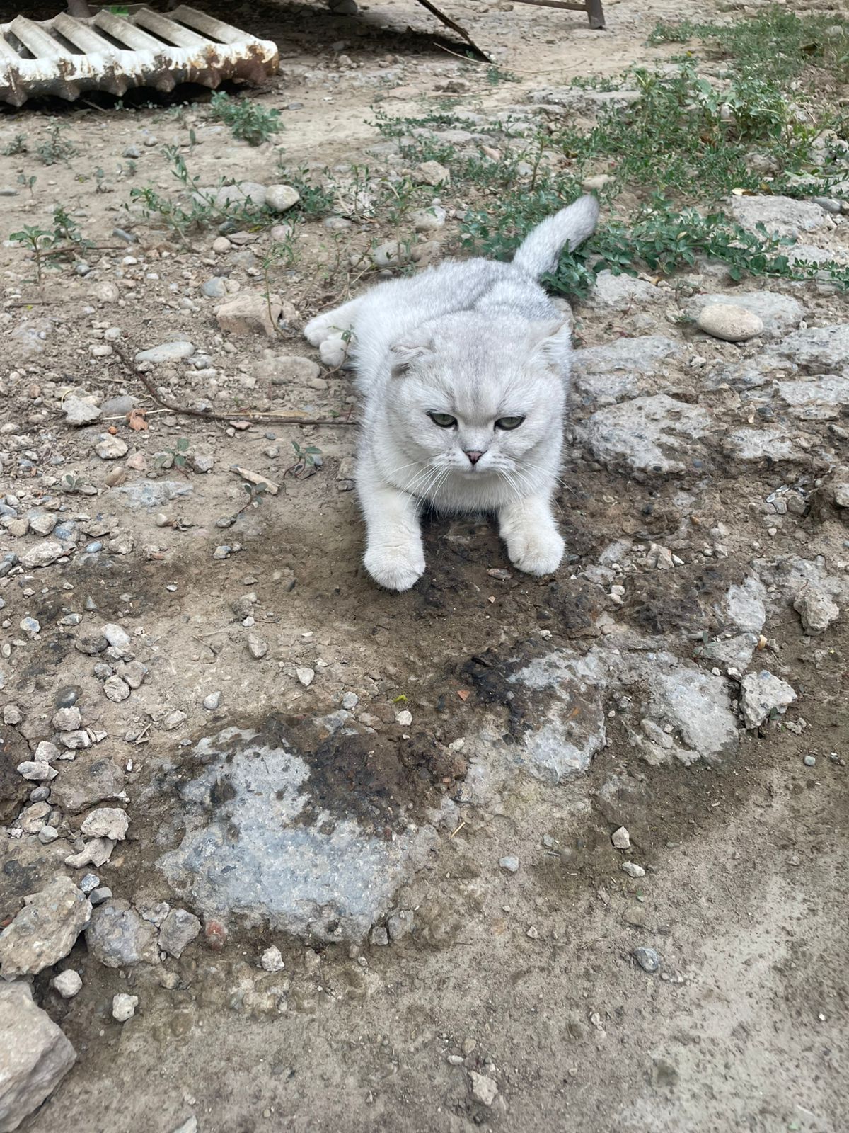 Прадам кошку девачка