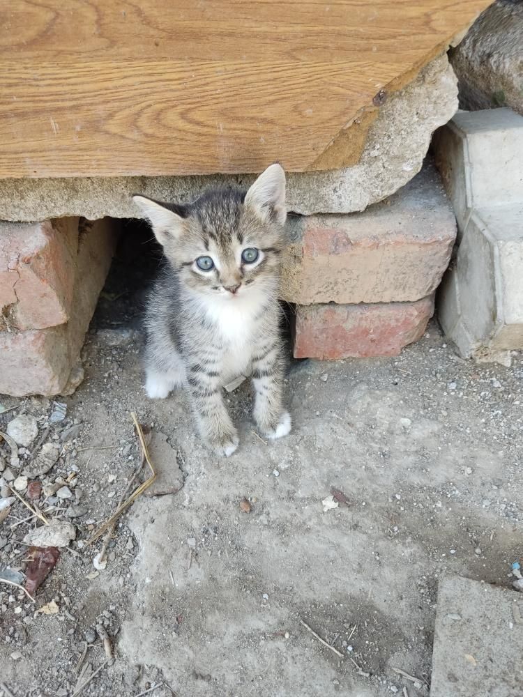 Котята в добрые руки.