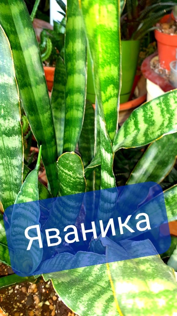 Сансевиерия Сансевьера Цветы Растения комнатные