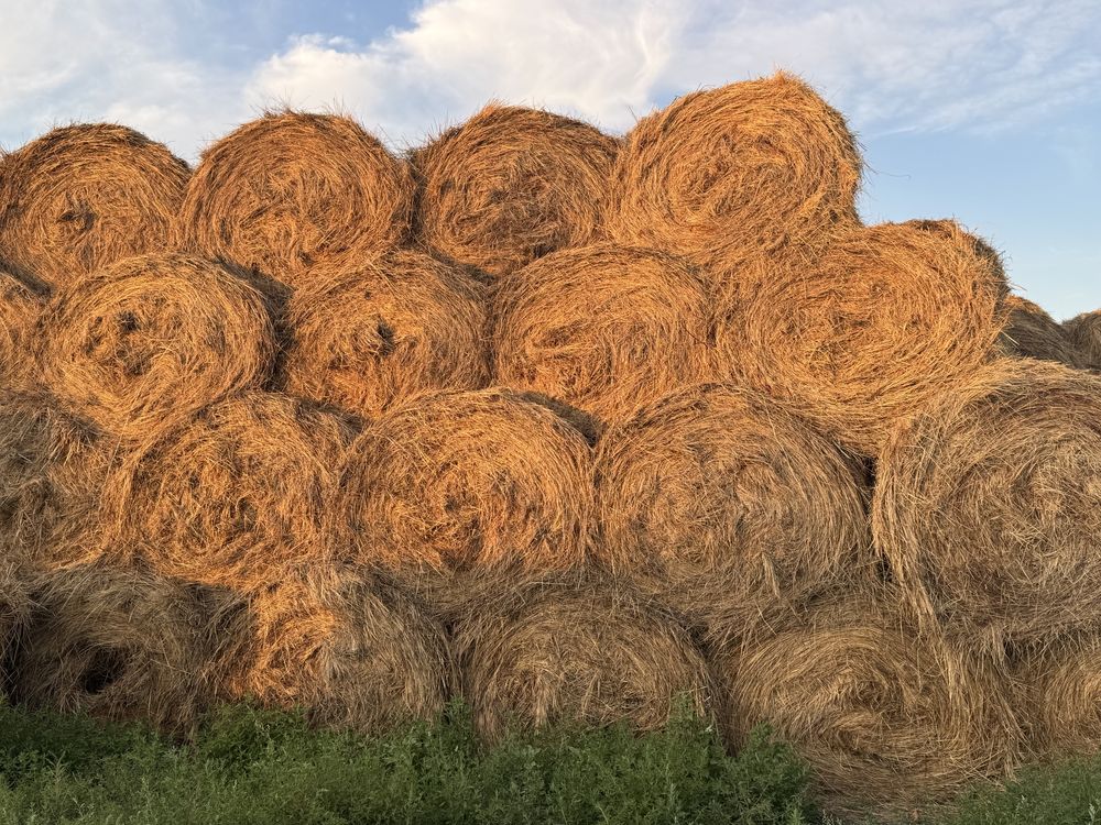Продам сено рулон
