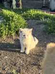 Отдам котят бесплатно