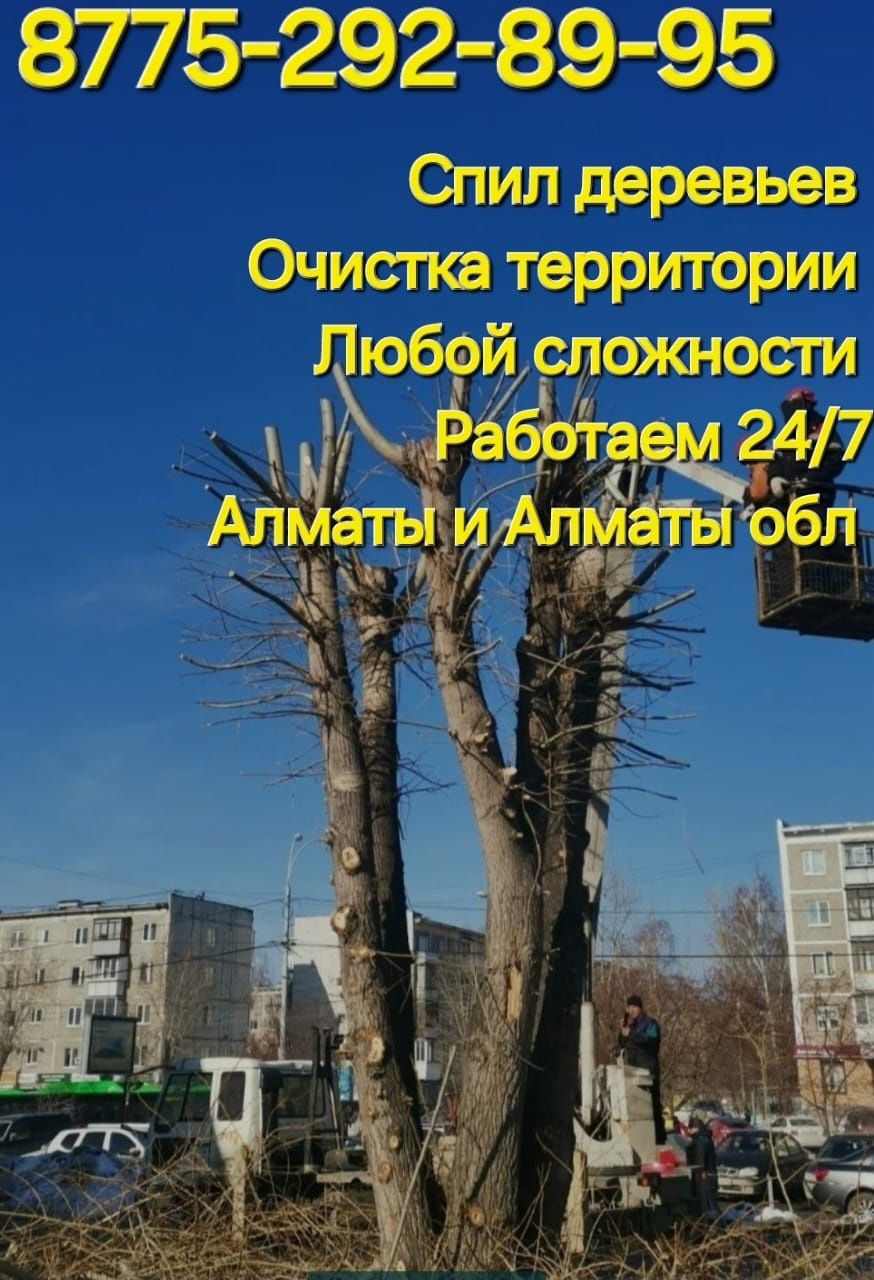 Спил распил дерево обрезка плодовых деревьев