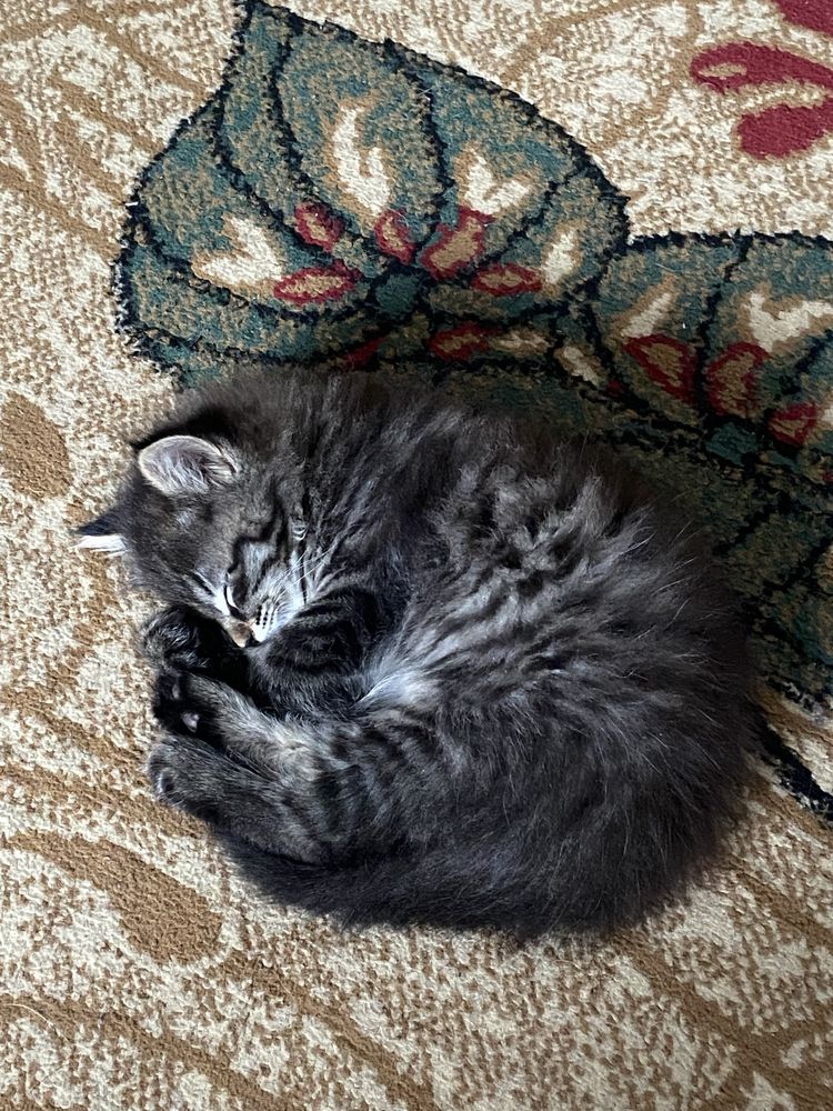Котенка в хорошие руки