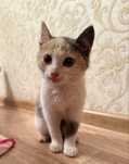 Отдадим котенка