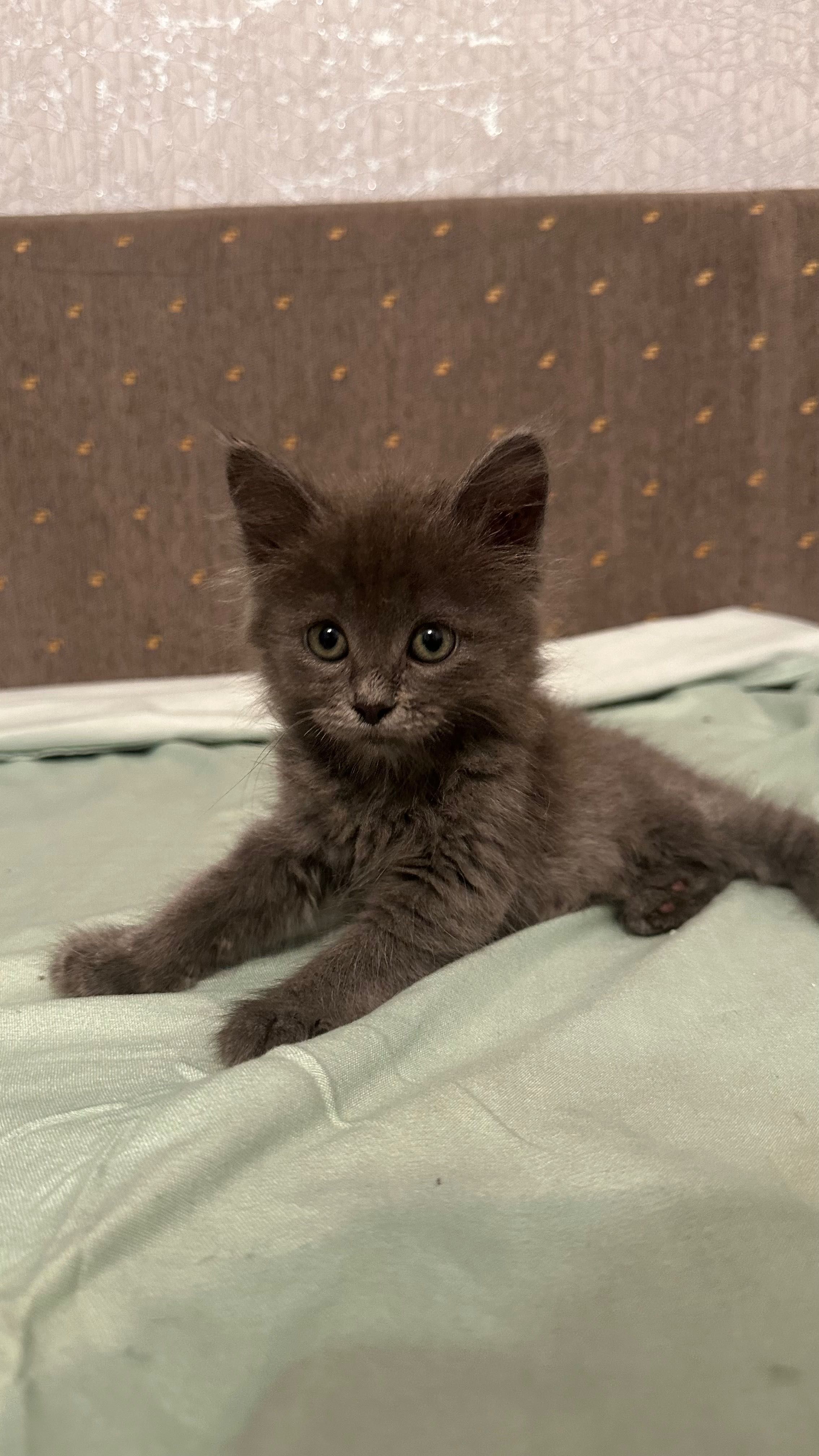 Продам котенка, игривый