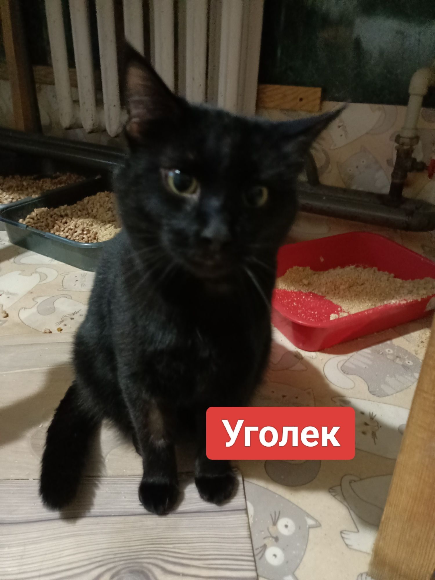 Котики  в добрые руки