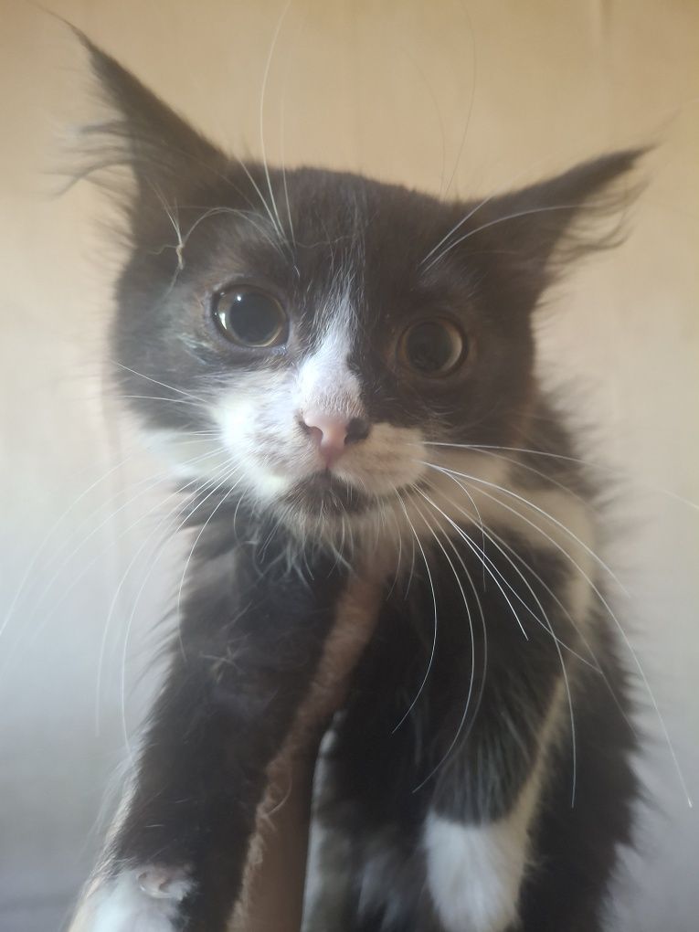 Отдам в добрые руки котят