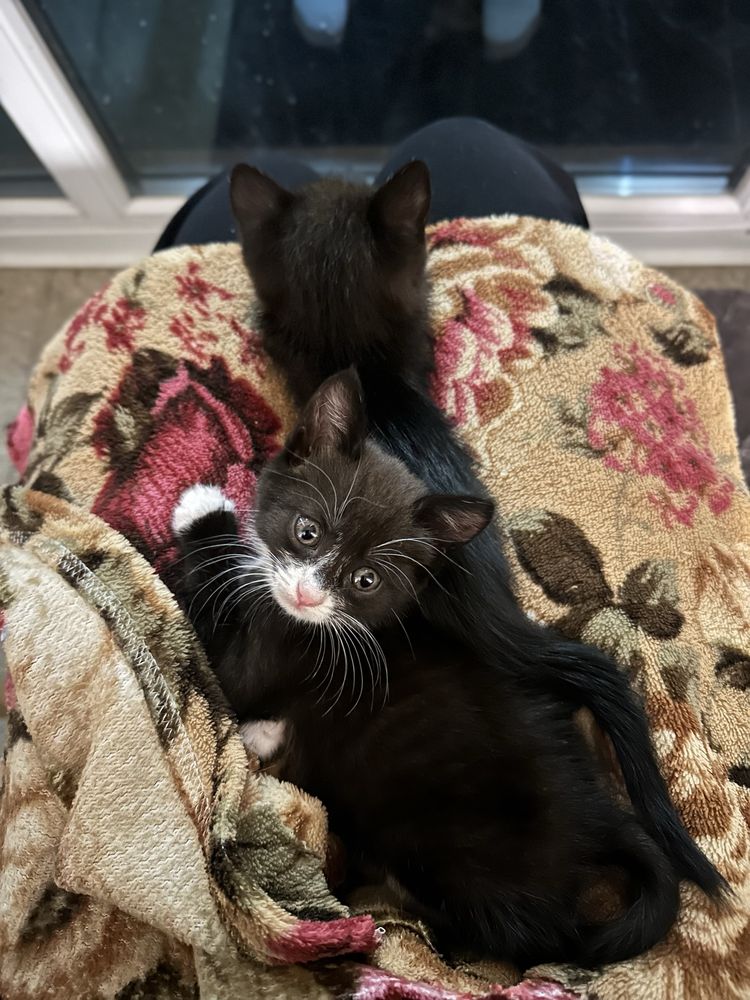 Котята ищут дом!