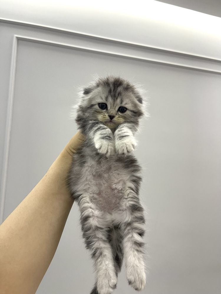 Веслоухий котонек