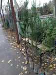 Ель, сосна,туя, виноград