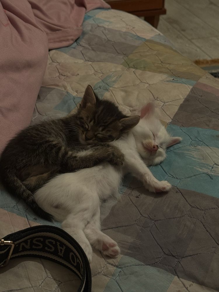 Отдам котят в хорошие и любящие руки