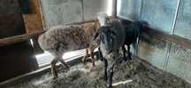Продам жирных баранов на курбан Айт!