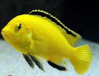 Продам цихлид Yellow Labidochromis (лабидохромис жёлтый)