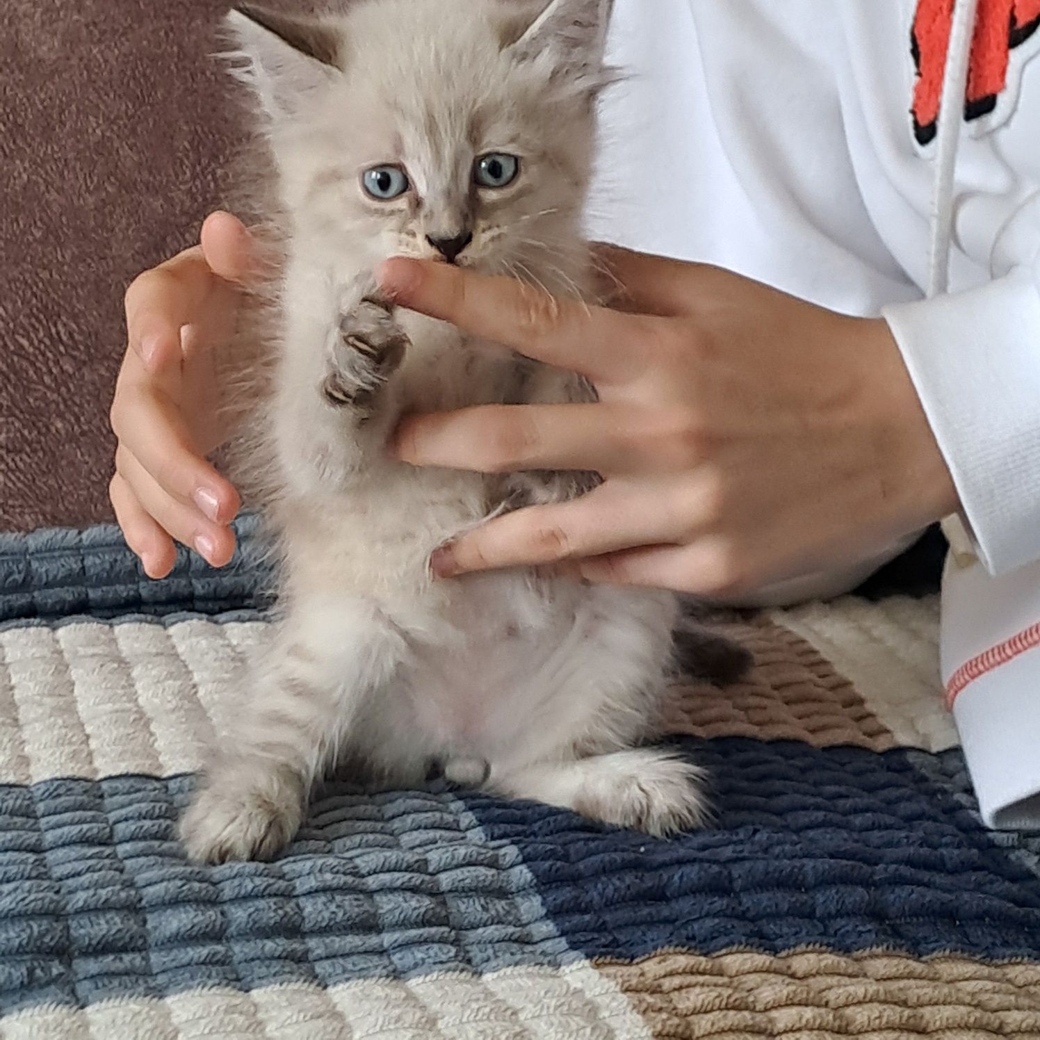 Отдам котёнка,мальчика в добрые руки.