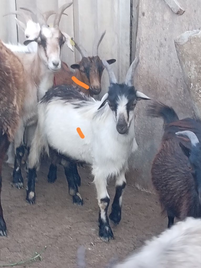 Серкештер туша, лақтар, ешкі