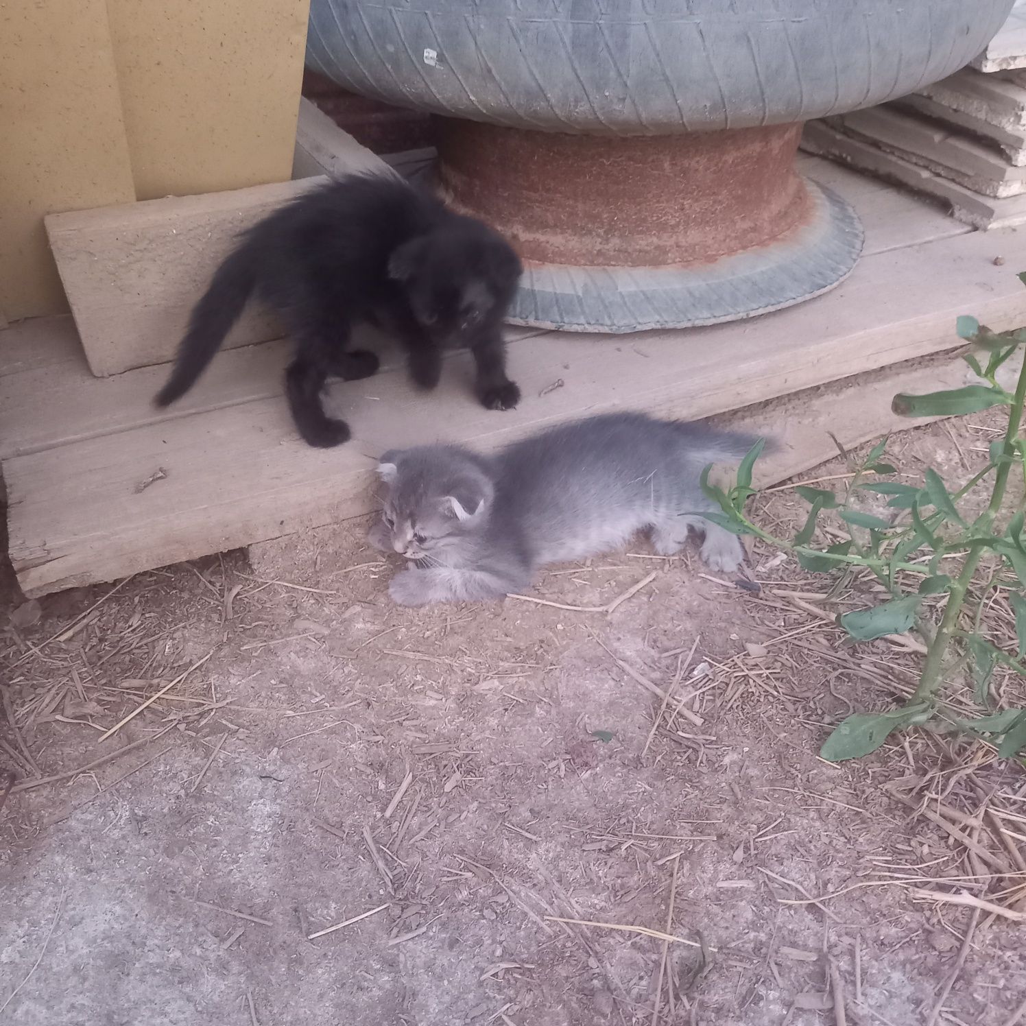 Продам котята веслоухий