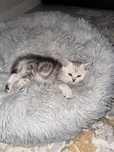 Кошка шотландский