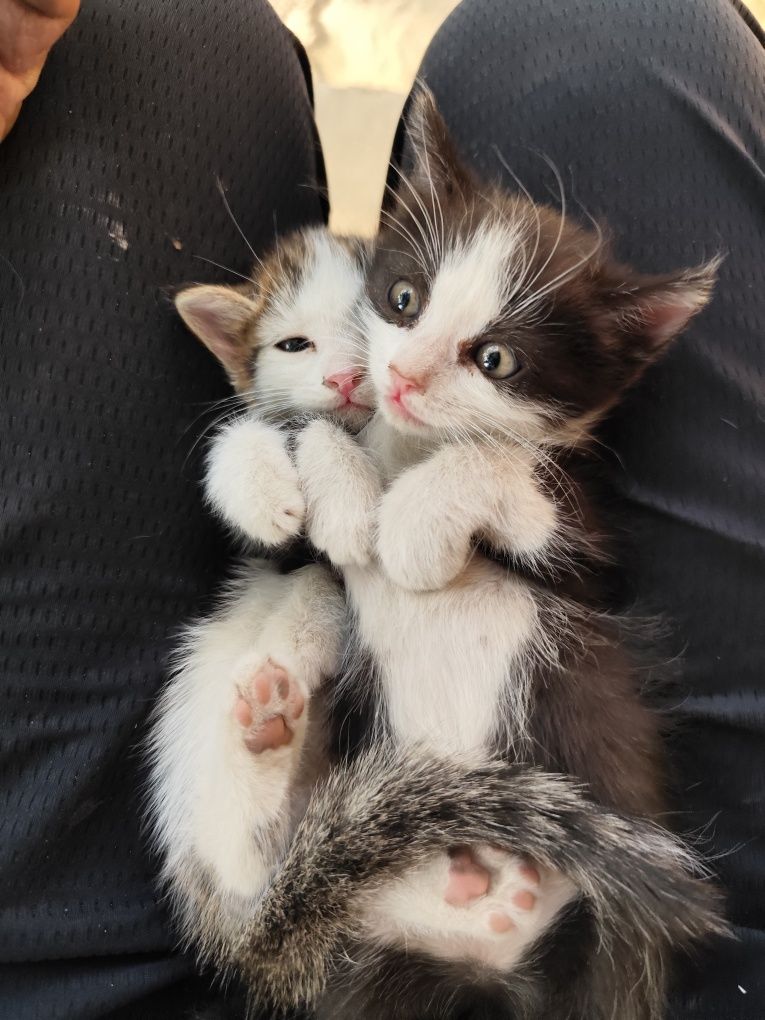 2 котенка отдам бесплатно