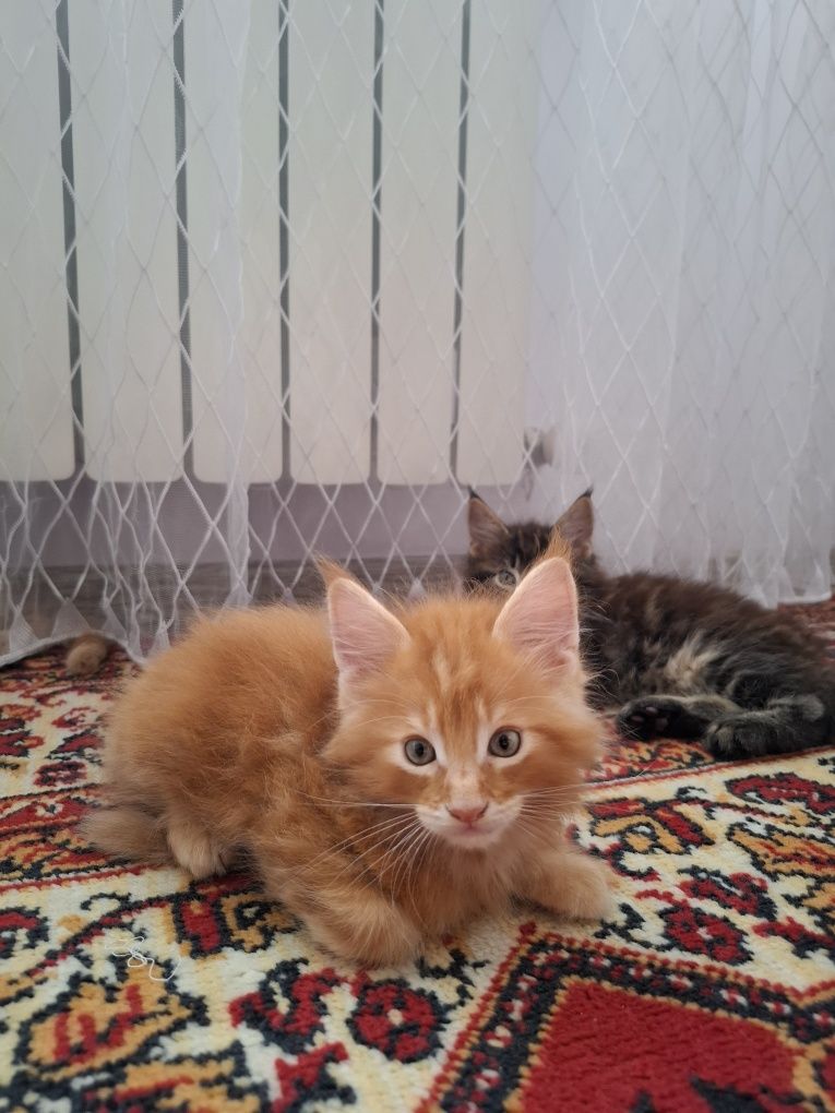 Продам котят породы мейн кун