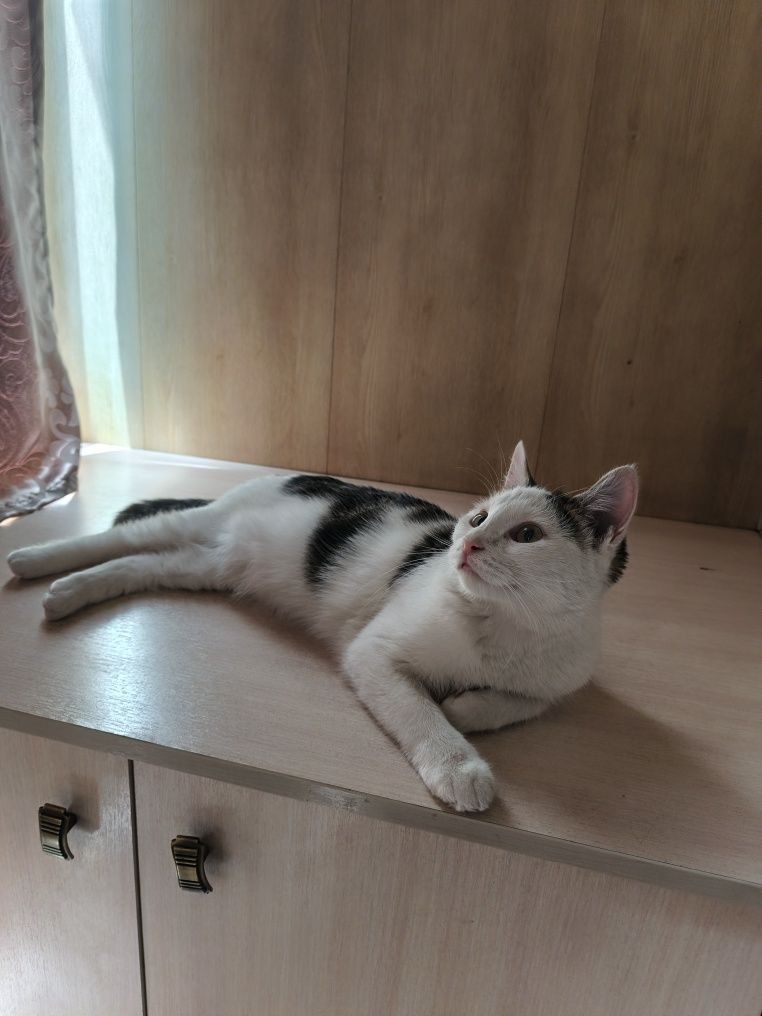 Одам кошечку хорошую