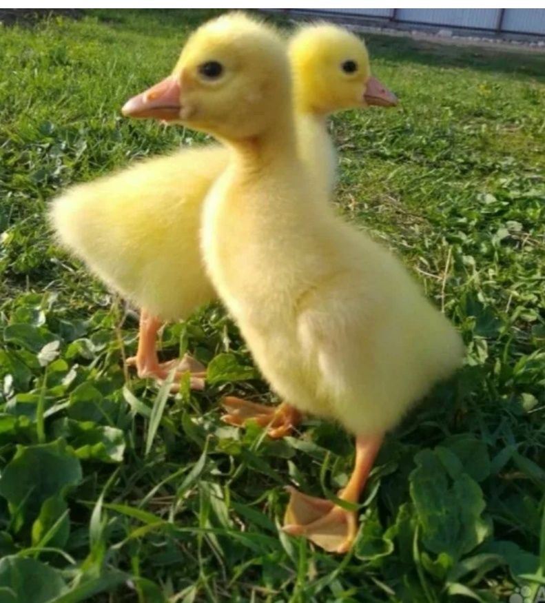 Продам гусят гусят .цыплята цыплята
